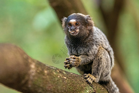 野生树上长着假猴侏儒生活热带野生动物毛皮丛林动物群荒野狨猴婴儿图片