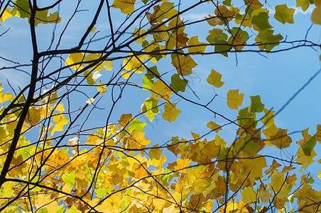秋天自然叶落落于奥克托伯October树叶森林环境心情植物橙子植物群公园落叶叶子图片