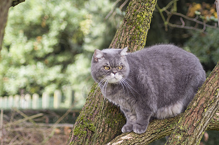灰灰的英国猫 黄眼睛 最喜爱的宠物爬树图片