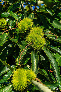 甜甜可食的栗子枝和绿杯子树叶食物板栗种植园尖刺种子柳絮传统坚果生长图片
