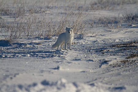 北极狐或身着白冬大衣 背景有草 观看相机图片