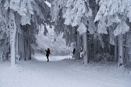 滑雪套间里的小女孩和她的父亲一起踏上了这条小路 在白雪覆盖的草坪上 美丽的树木在寒冷的冬日早晨被雪花浇灌 梦幻森林中的冷杉混交林图片