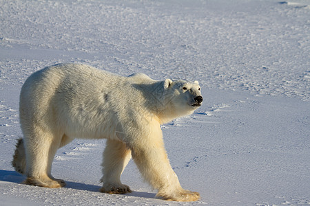 加拿大马尼托巴州丘吉尔附近的阳光明媚的一天 北极熊或乌苏斯海洋山在雪上行走海熊脚印海洋食肉曲目濒危大熊荒野捕食者晴天图片