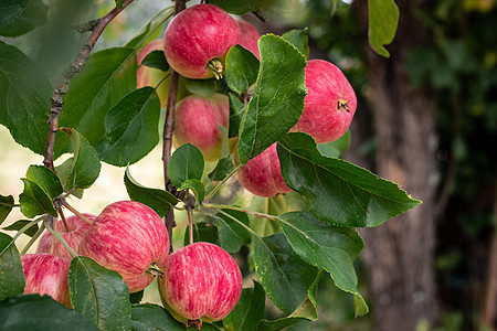 在花园的清夏日 在苹果树枝上提取红苹果;背景图片