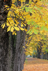 黄叶树状公路的秋天景象车道牧歌大街街道旅游公园落叶树叶叶子农村图片