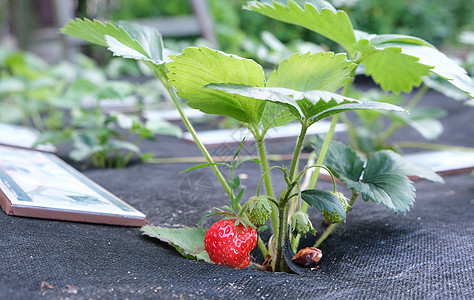 在花园里生长成熟的草莓 种植新鲜草莓灌木 多汁的红草莓下载图象 (笑声)图片