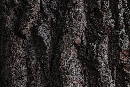 树皮 木材纹理 树皮纹理图案图片