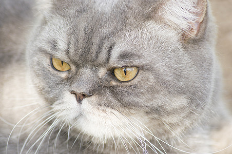 一只黄色眼睛的灰灰色英国猫 可爱宠物近视肖像悲哀兽医成人动物鼻子猫眼诊所短发毛皮朋友图片
