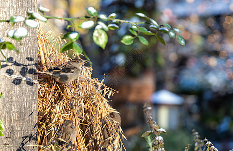 麻雀吃谷物的耳朵 在公园里喂鸟野生动物晴天食物环境农场种子饥饿动物麦穗鸟器图片