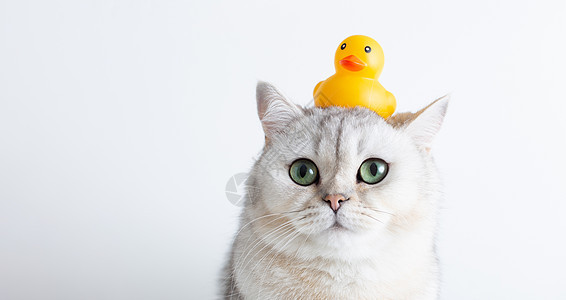 滑稽的白猫头顶着一只黄色橡皮鸭 在白色背景上背景图片
