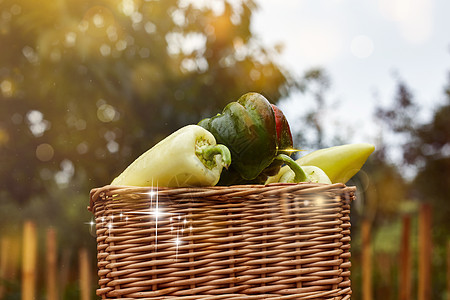 在花园中摘下篮子中的新鲜胡椒 用他们自己的双手装饰合照照片男人蔬菜饮食季节生长植物园艺收成农场收获图片