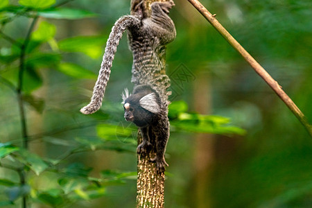 野生树上长着假猴动物婴儿生活尾巴森林侏儒灵长类毛皮狨猴荒野图片