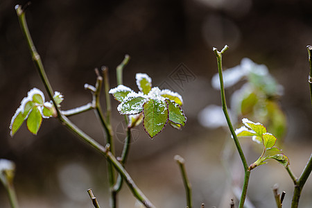 植物的绿叶上第一次下雪天气生长自然花园雪花植被草地生活冻结宏观图片