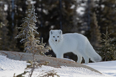 北极狐或身着白冬大衣 前额有小树 前景看镜头图片
