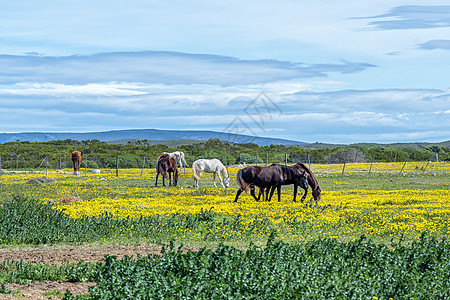 在斯特鲁斯巴伊的野花间放牧的马匹图片