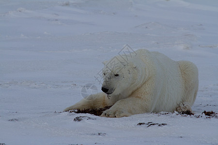 一只北极熊或乌苏斯海尔图穆斯躺下 双爪伸在雪上海事捕食者爪子食肉哺乳动物晴天打印海洋大熊濒危图片