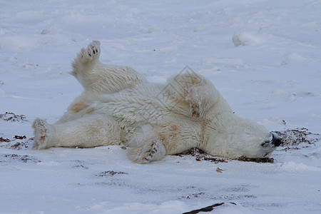 一只北极熊在雪中滚动 空中有双腿 地上有雪荒野捕食者白熊海事晴天林线大熊海洋野生动物哺乳动物图片
