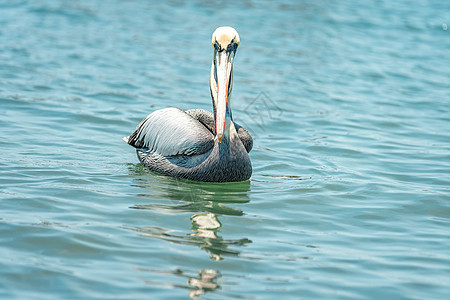 海洋水面上的沥青水鸟羽毛海滩海鸟蓝色天空鸟类野生动物动物动物群图片