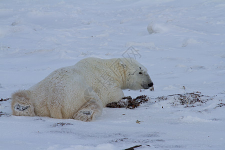 一只北极熊或乌苏斯海尔图穆斯躺下 双爪伸在雪上大熊睡眠海熊爪子林线海事荒野动物海洋白熊图片