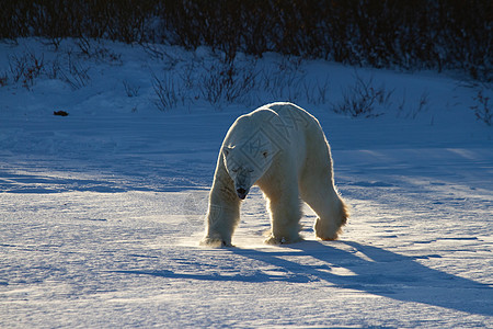 北极熊或在低光雪上行走曲目荒野林线白熊海熊脚印哺乳动物野生动物大熊弱光图片