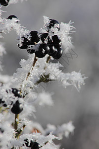 红苹果和雪底下的颗粒 灌木植物的冬天霜冻 有毒黑莓已经腐烂了季节小吃森林天气花园女贞子水果苦莓女贞大雪图片