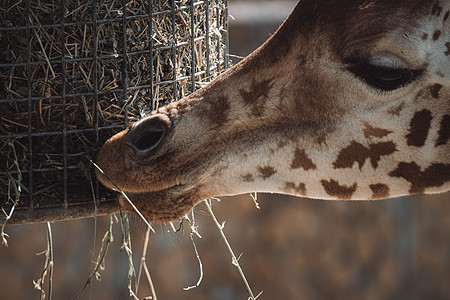 长颈鹿吃饲料的干草图片