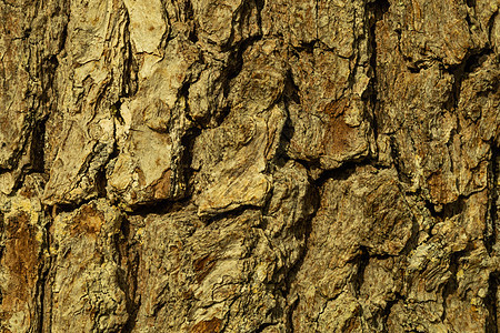 帕特伍德 木树皮纹理 树纹理背景图片