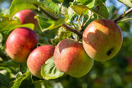 特写苹果图像花园果园仁果农业农场收成水果风景苹果树园艺图片