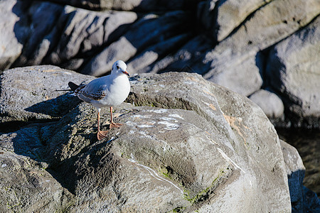 一座共同的海鸥在岩石上站立图片