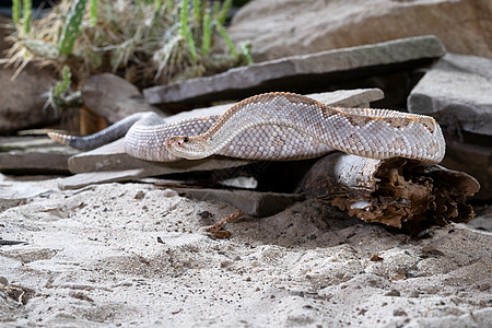 热带响尾蛇 克罗塔卢斯图片