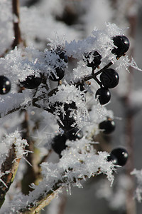 红苹果和雪底下的颗粒 灌木植物的冬天霜冻 有毒黑莓已经腐烂了女贞水果大雪天气女贞子花园鸟类食物小吃季节图片