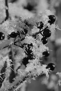 红苹果和雪底下的颗粒 灌木植物的冬天霜冻 有毒黑莓已经腐烂了鸟类森林食物女贞子女贞花园国家生长水果天气图片