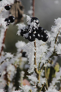 红苹果和雪底下的颗粒 灌木植物的冬天霜冻 有毒黑莓已经腐烂了女贞子鸟类水果生长森林苦莓食物女贞天气季节图片