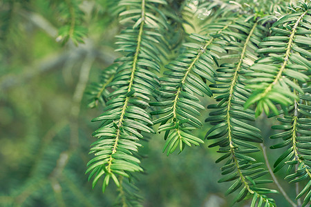 Berryyew 植物纹理背景 您可以使用它 请查看上的 绿色生长高架墙纸笔记框架花园环境热带草本植物红豆杉图片