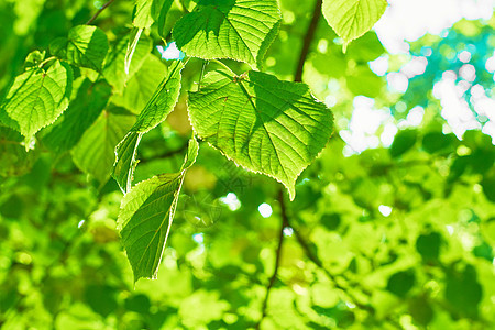 在阳光明媚的日子里 绿叶在模糊的背景上 自然绿色背景 复制空间环境绿色植物植物公园太阳花园生态晴天森林季节图片