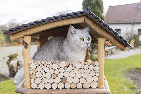这只猫坐在鸟屋里 小猫手表 等待和捕猎鸟类毛皮盒子栅栏公园眼睛鸟箱房子木头野生动物花园图片