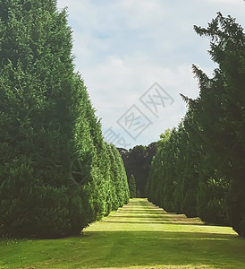 夏季英国乡村的美丽自然性和场地花园胡同公园风景树木草地树篱天空晴天图片