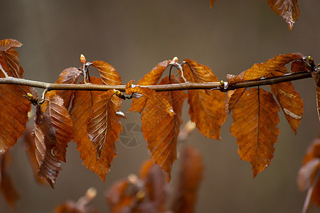树枝上湿棕色叶子图片