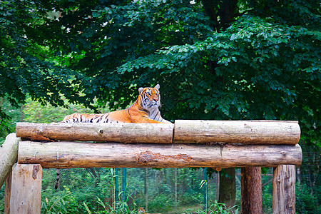 黄虎在树上躺下猫科动物动物园哺乳动物捕食者眼睛毛皮橙子条纹食肉野猫图片