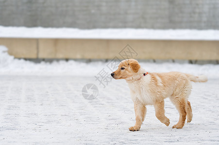 可爱的年轻金色猎犬小狗在雪中玩耍图片