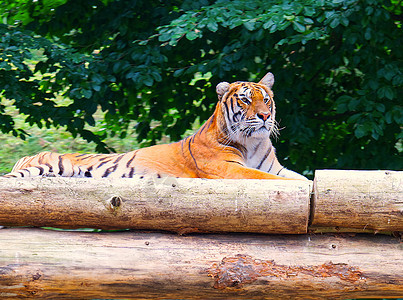 黄虎在树上躺下哺乳动物橙子眼睛食肉动物园危险野生动物力量猎人猫科动物图片