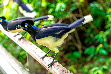 在森林的一棵树上鸟类旅行动物群凤头丛林羽毛观鸟蓝色荒野热带图片