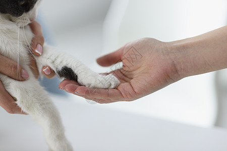 紧紧女性手握家猫小猫爪图片