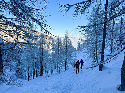 冬季徒步者爬上山丘树上 积雪覆盖运动冒险挑战白色旅行爱好远足者娱乐成就活动图片