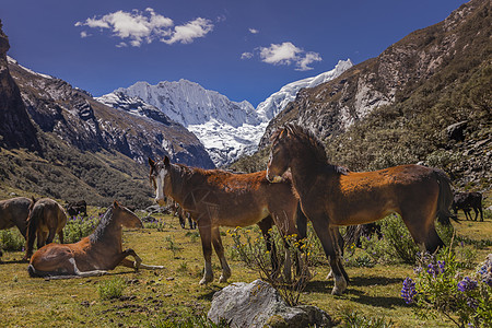 在秘鲁安卡什的安第斯山脉上积雪的野马群旅游地标哺乳动物马匹雪山山脉山峰目的地动物天空图片