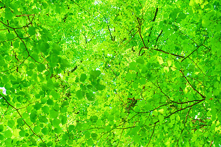 在阳光明媚的日子里 绿叶在模糊的背景上 自然绿色背景 复制空间生态天空绿色植物太阳公园环境晴天植物季节生长图片