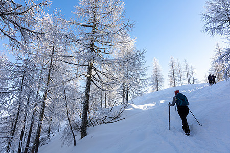 冬季徒步者爬上山丘树上 积雪覆盖运动旅游娱乐成就闲暇上坡冒险旅行挑战爱好图片