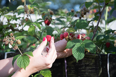 杨美女人在篮子里摘成熟的草莓 夏天收割浆果覆盆子饮食花园园艺采摘季节女士食物农场工人背景图片