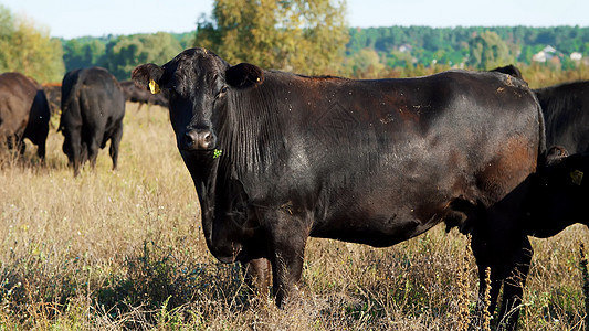 特写 在草地上 在农场 大黑血统 繁殖母牛 公牛正在放牧 夏天温暖的一天 在牧场生产肉类的牛 选择母牛 公牛奶制品哺乳动物营养家图片
