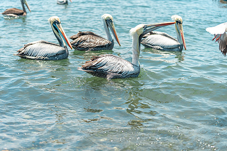 水中天然的动物旅游假期热带地平线野生动物荒野池塘蓝色天堂图片